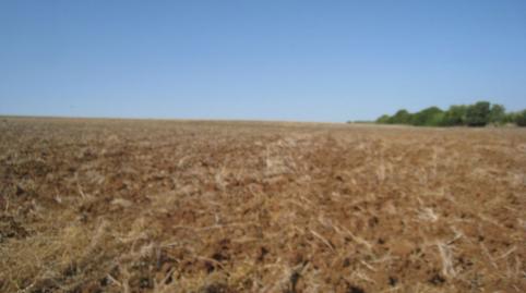 Foto 4 de Finca rústica en venda a Marchena, Sevilla