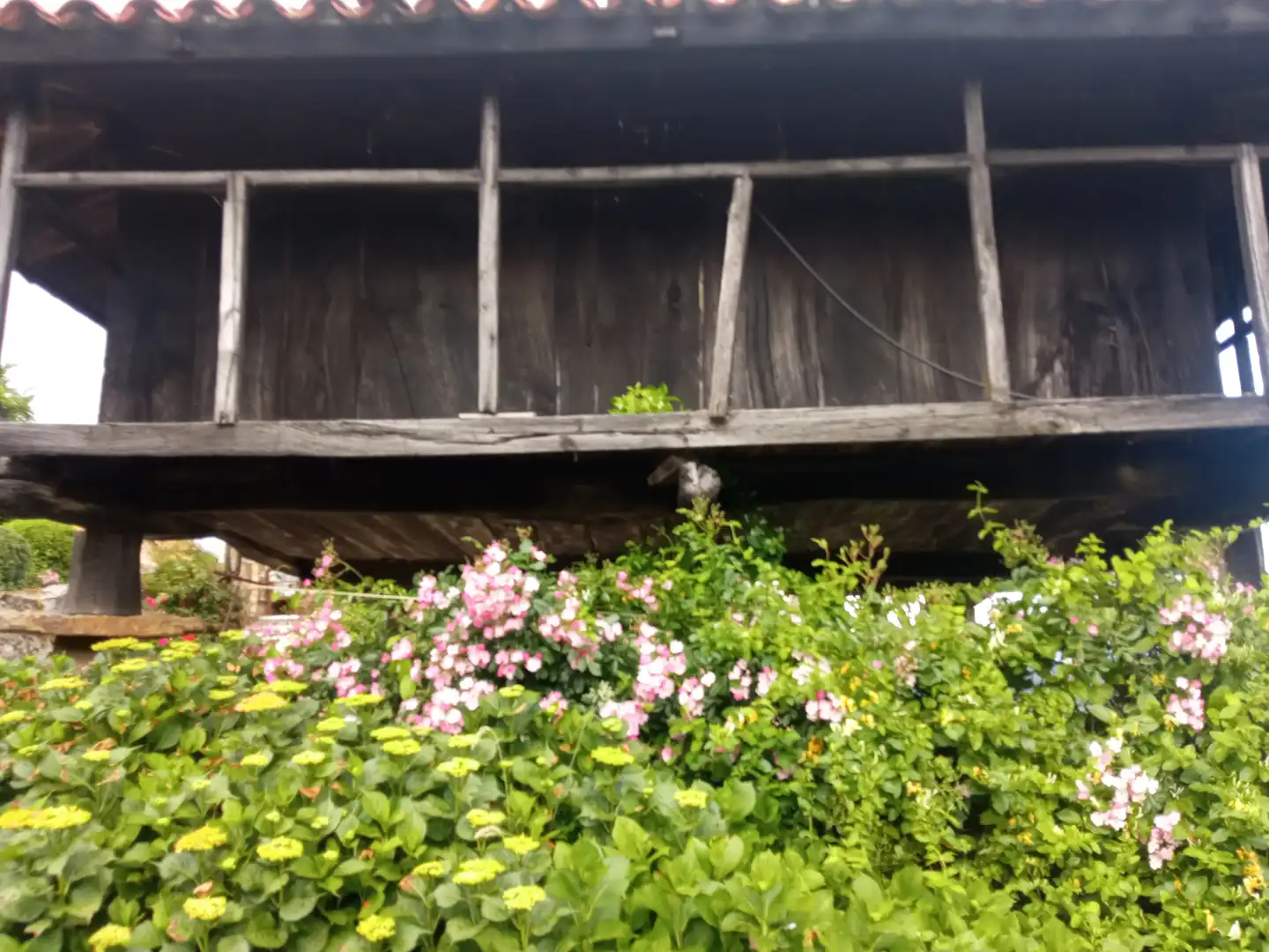 Jardín de Finca rústica en venta en Tineo con Jardín privado, Parquet y Terraza