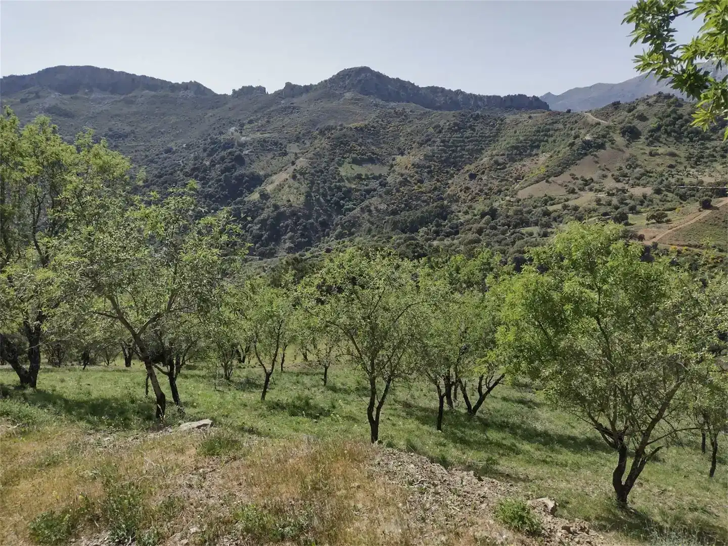 Land for sale in Benadalid