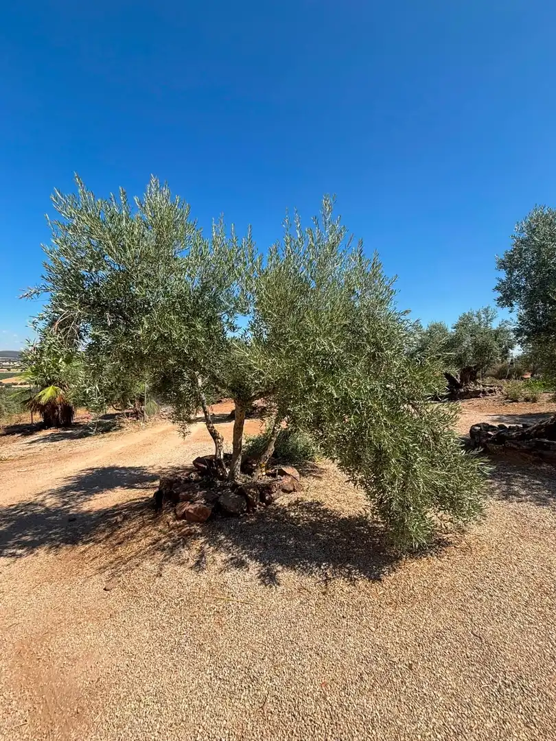 Casa amb jardí en venda a Torre de Juan Abad, imagen 64
