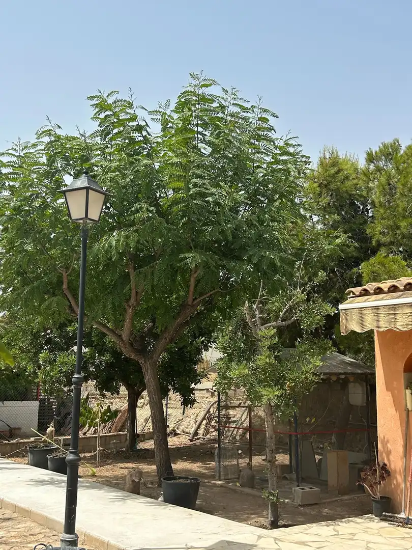Vista exterior de Casa o xalet en venda en San Vicente del Raspeig / Sant Vicent del Raspeig amb Aire condicionat, Calefacció i Jardí privat