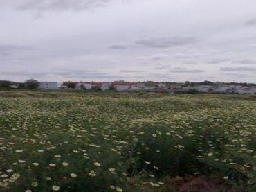 Terreno industrial en venta en Carrión de los Céspedes