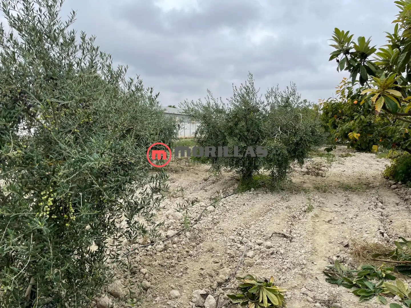 Chalet con jardín en venta en Bullas, imagen 12