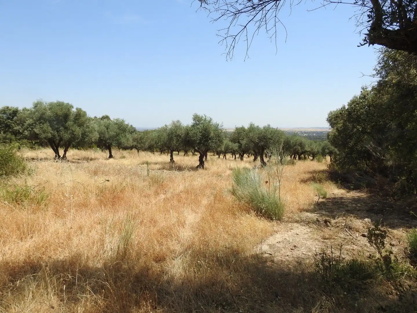 Terreni e lotti in vendita a Villar del Pedroso, imagen 15