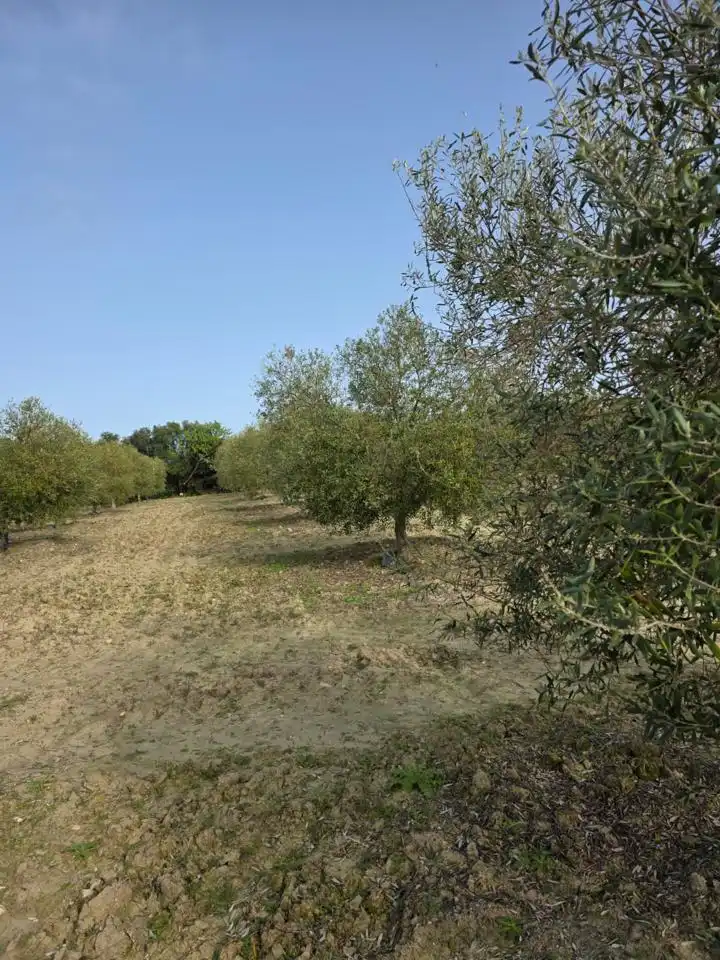 Residential zum Verkauf in El Cuervo de Sevilla