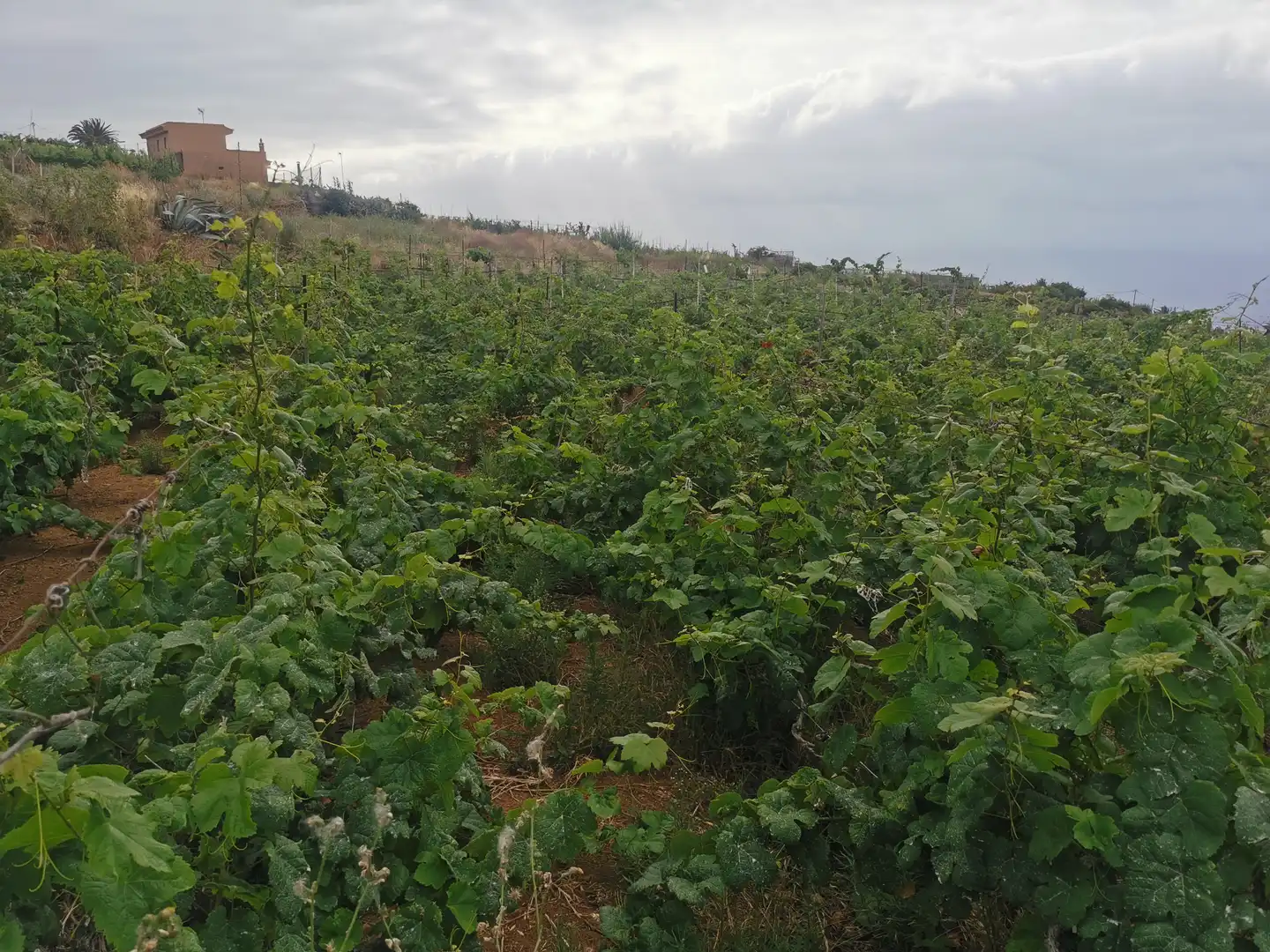 Terreno en venta en Calle la Bastona, Santa Úrsula pueblo