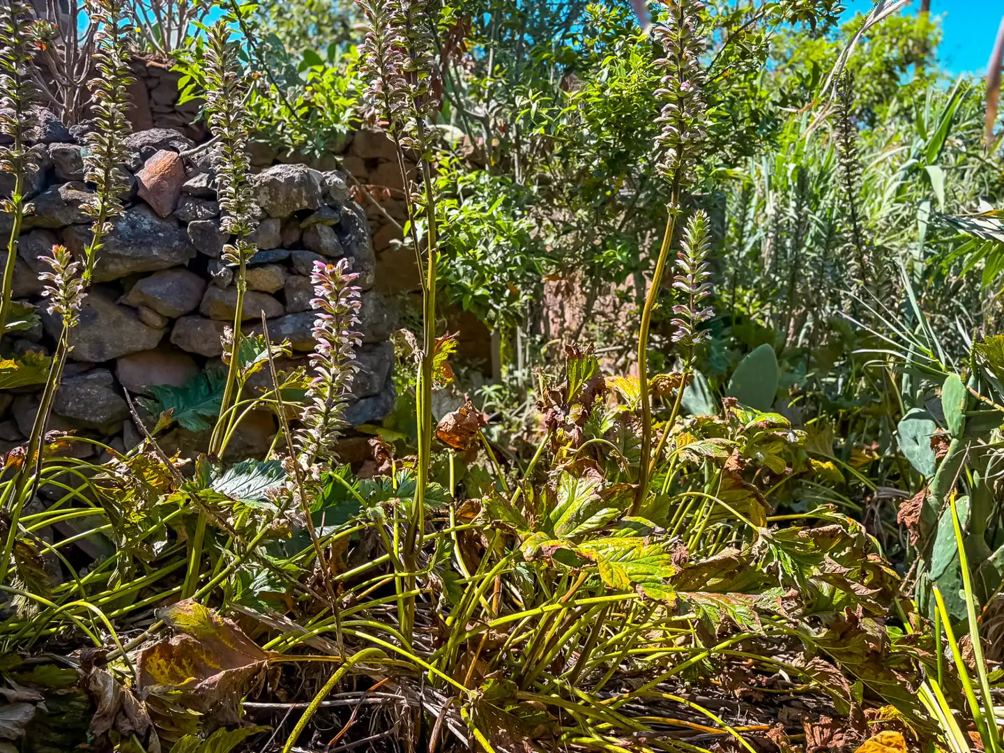 Jardín de Casa o chalet en venta en Valleseco