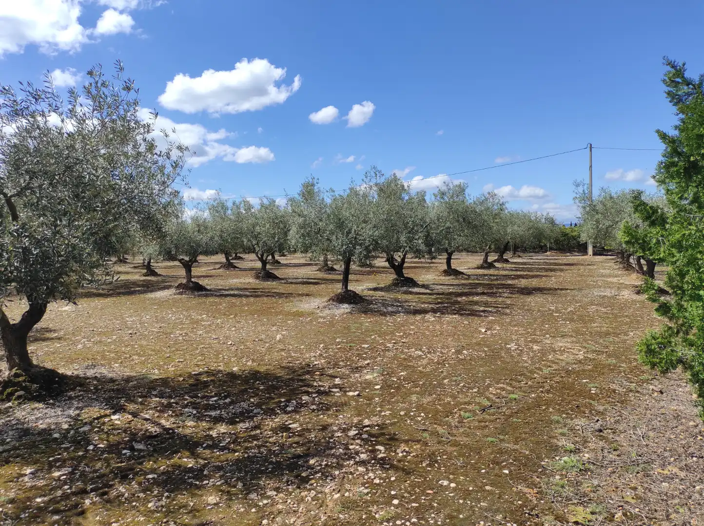 Terreno rustico in vendita a Traiguera, imagen 16
