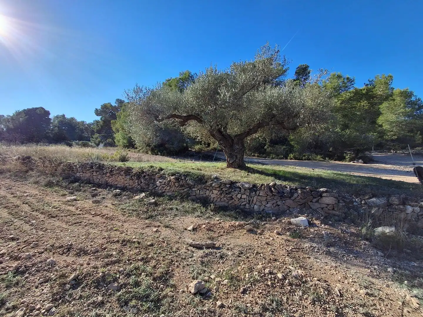 Finca rústica en venda en Móra d'Ebre