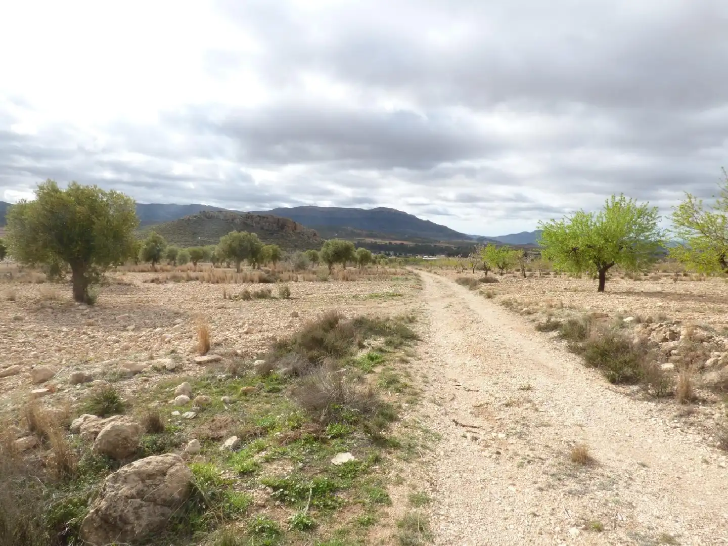 Rustikales Grundstück zum Verkauf in Jumilla, imagen 13