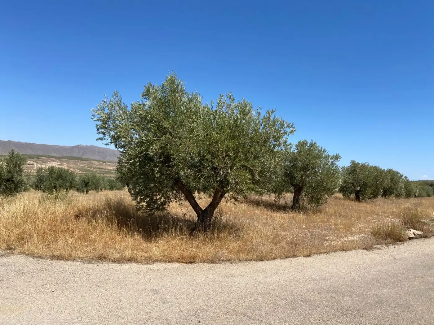 Rustikales Grundstück zum Verkauf in Jumilla, imagen 7