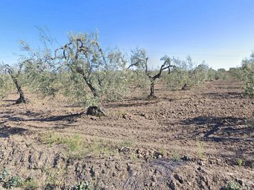 Rustikales Grundstück zum Verkauf in Albaida del Aljarafe