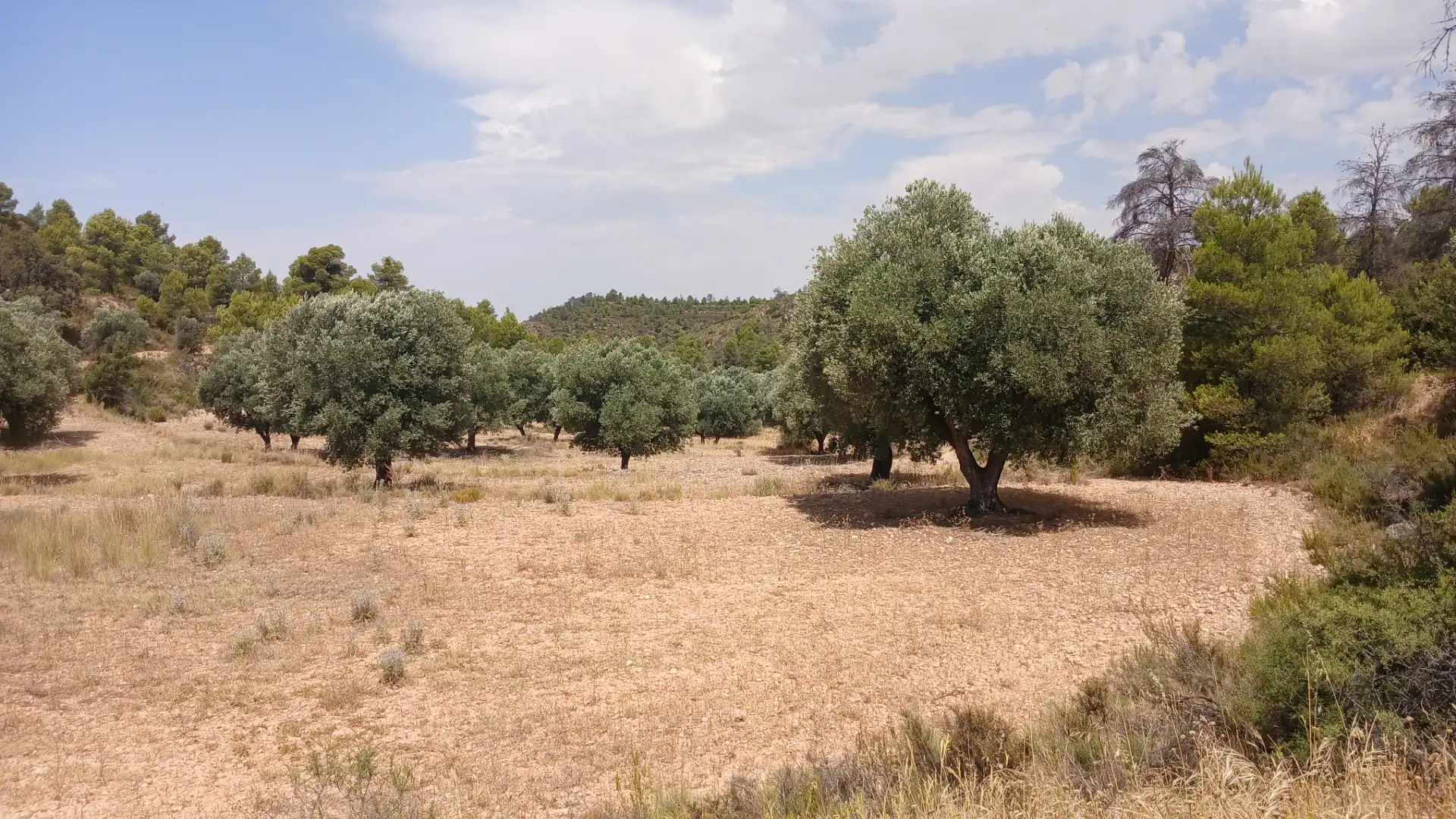 Terreno en venta en Torrevelilla, Teruel