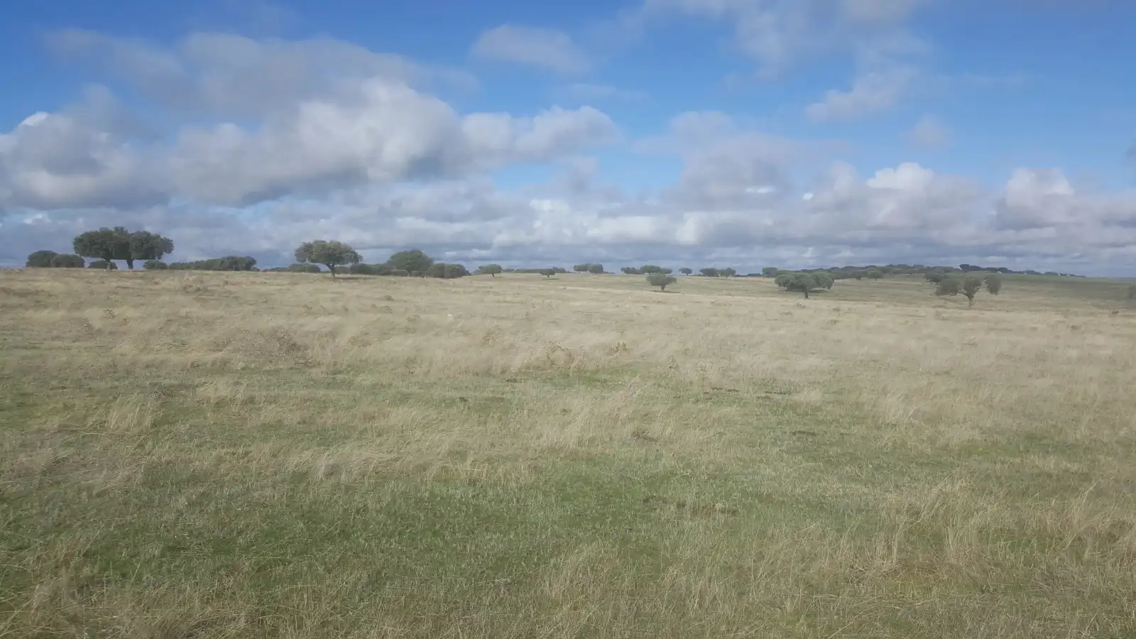 Land for sale in Camino a Puebla de Azaba, 35, Casillas de Flores