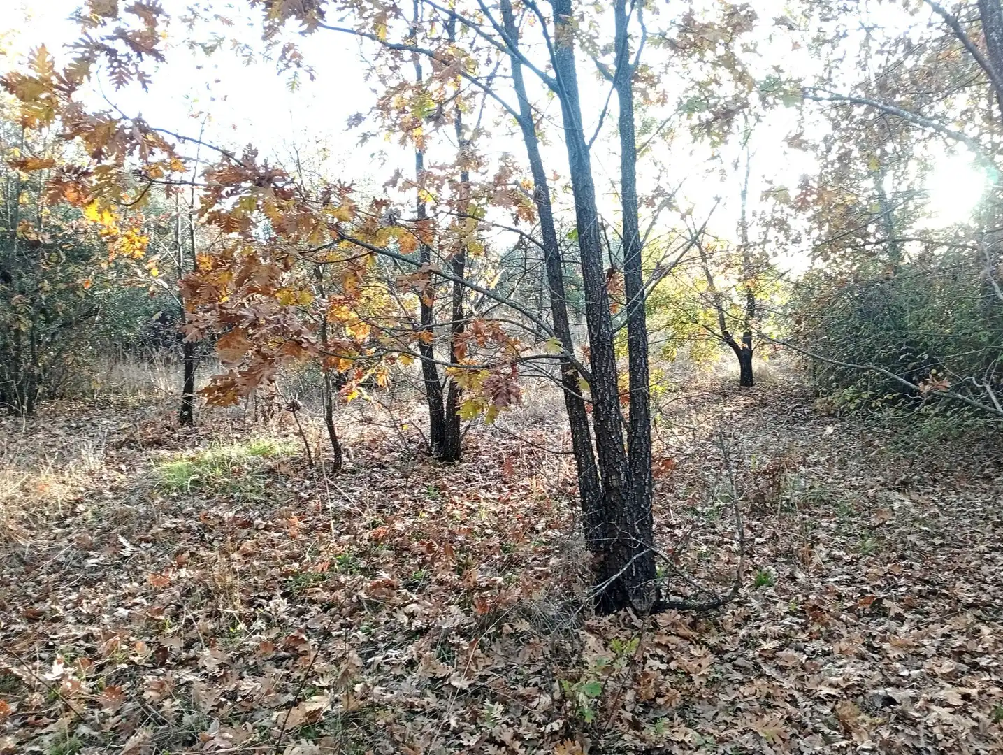 Terreni e lotti in vendita a Viandar de la Vera, imagen 14