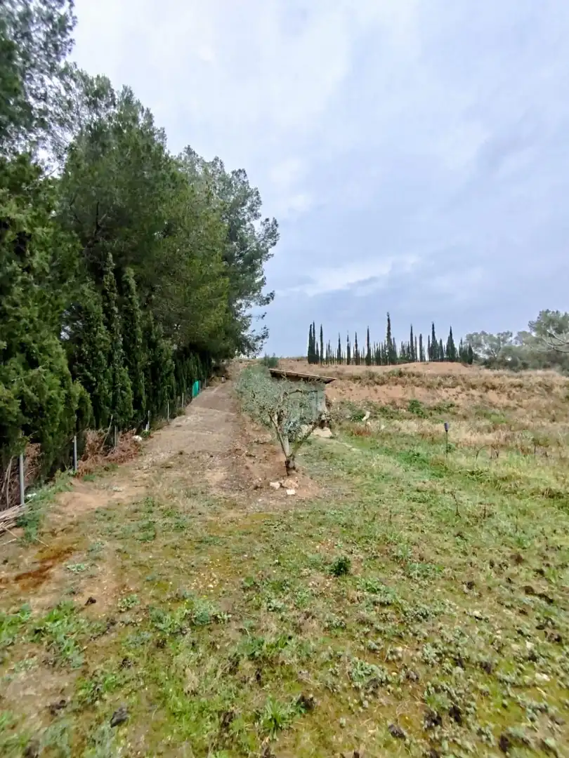 Rural land for sale in Ginestar, imagen 65