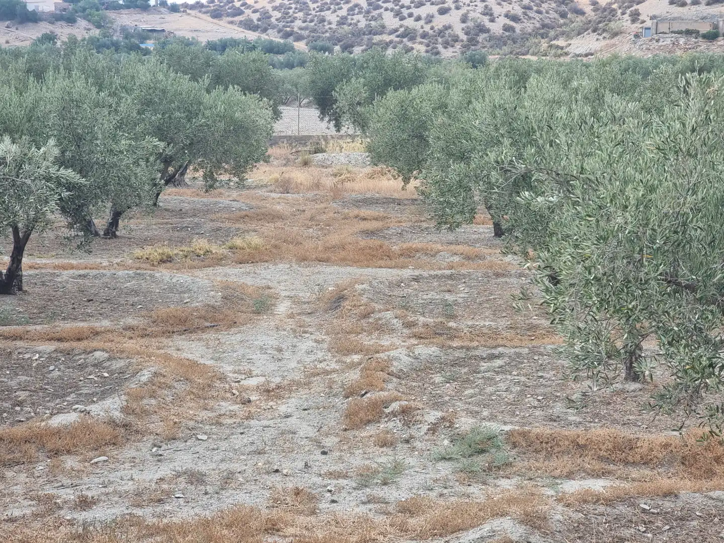 Rustikales Grundstück zum Verkauf in Tabernas, imagen 40