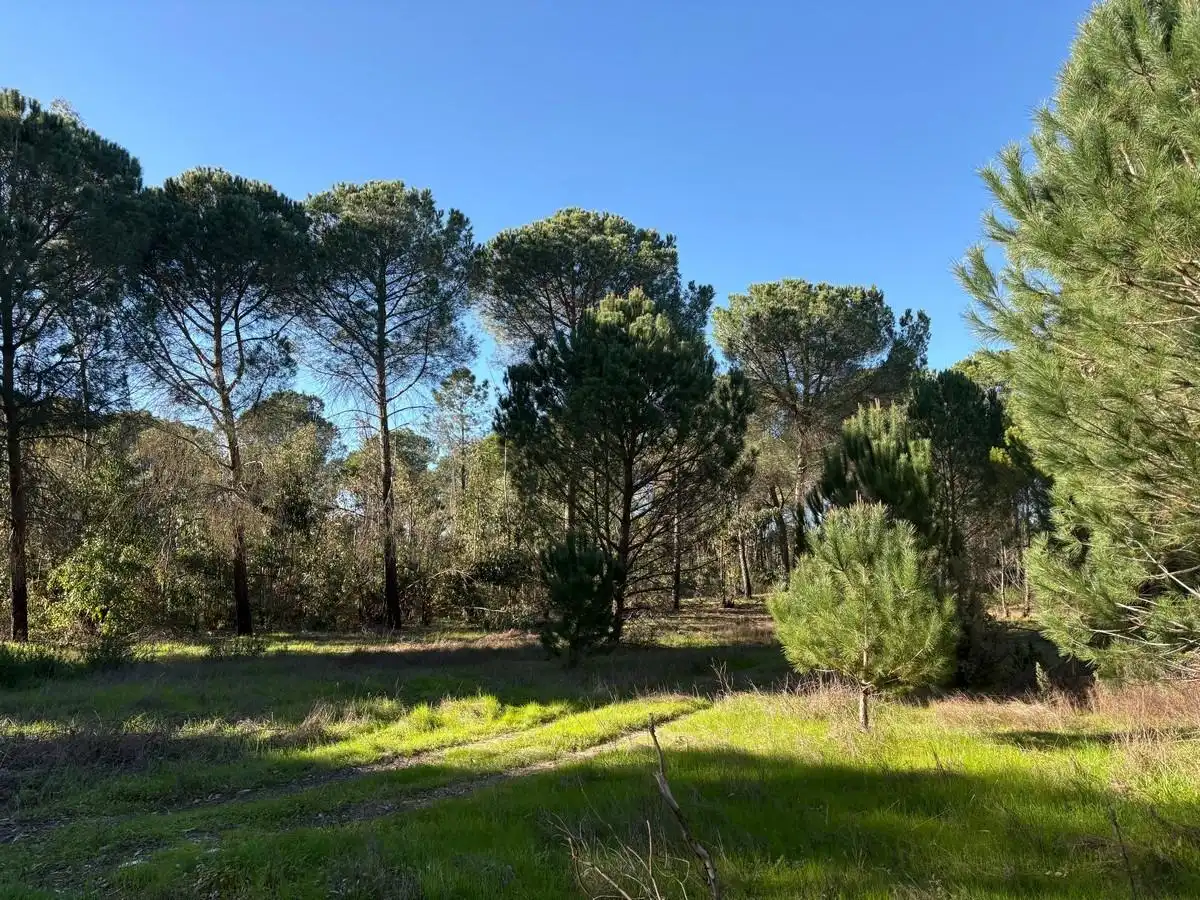 Terrenos y solares en venta en Rociana del Condado, imagen 5
