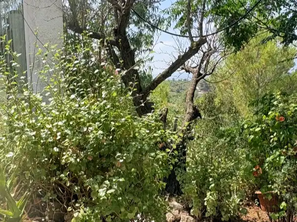 Casa o chalet en venta en Urbanizacion Fuente la Virgen 2, 1, Alborache