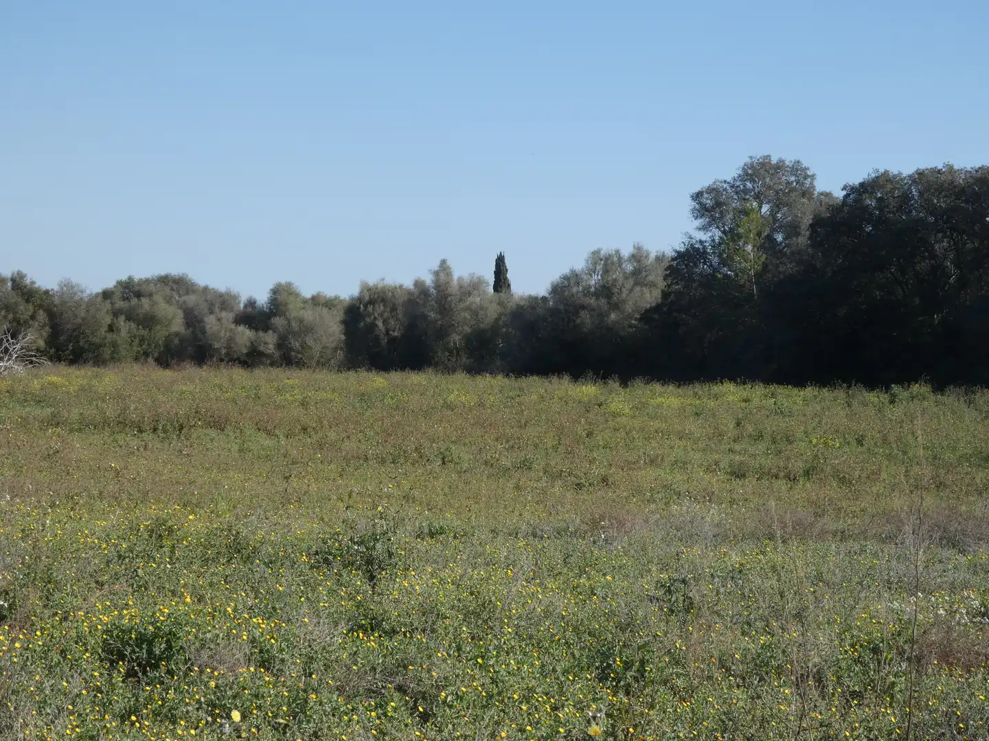 Residential land for sale in Sineu, imagen 9