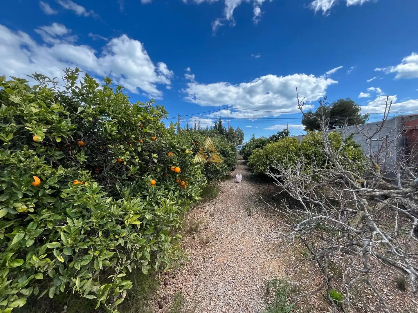 Terrenos y solares en venta en Pueblo, imagen 16