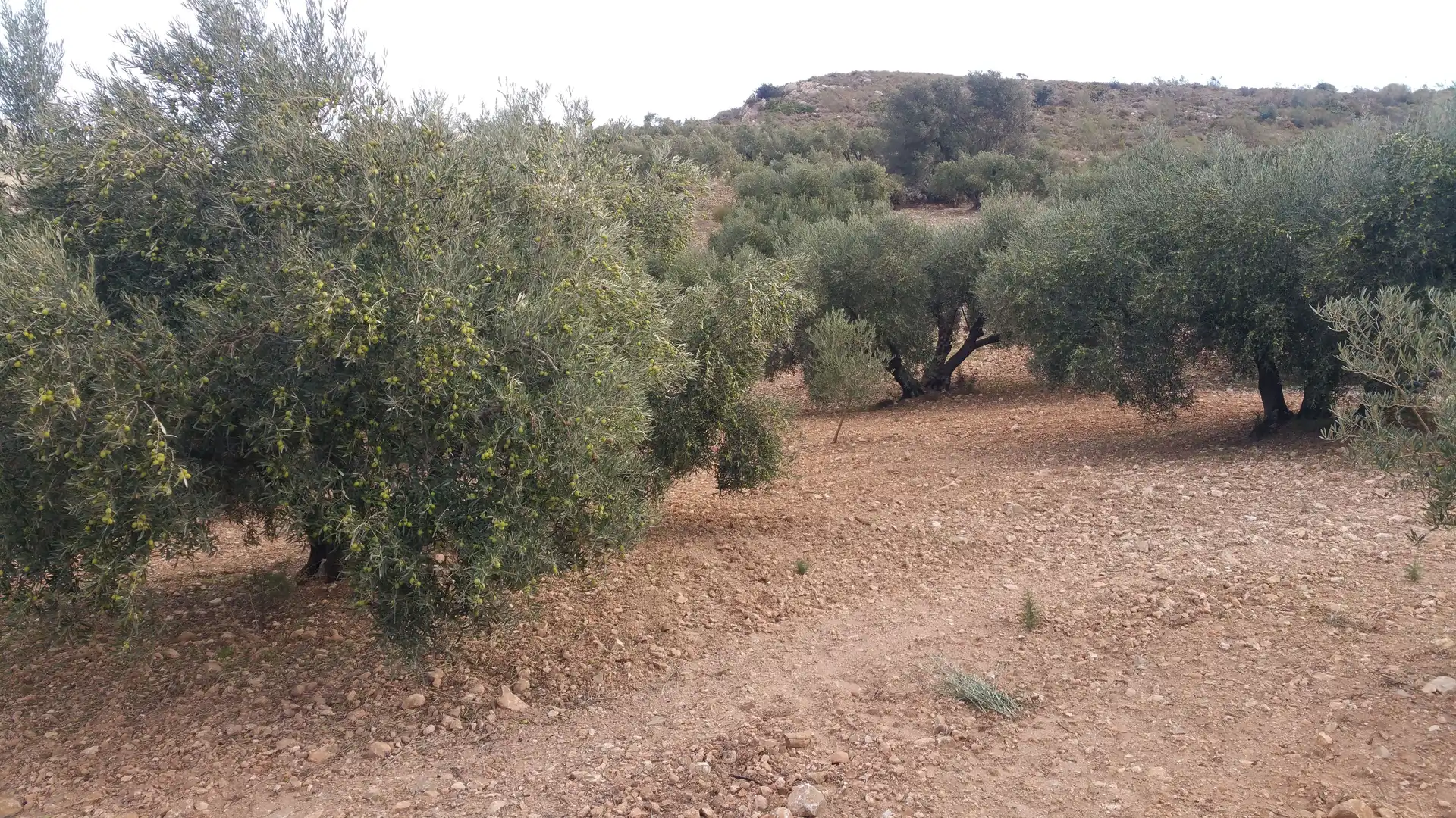 Finca rústica en venda en Antequera amb Traster