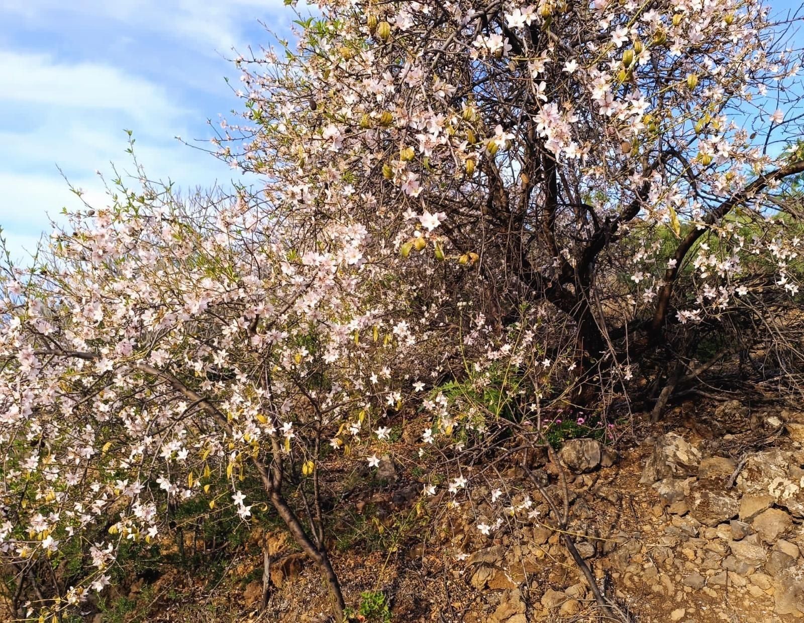Garden of Land for sale in Santiago del Teide