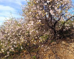 Garden of Land for sale in Santiago del Teide