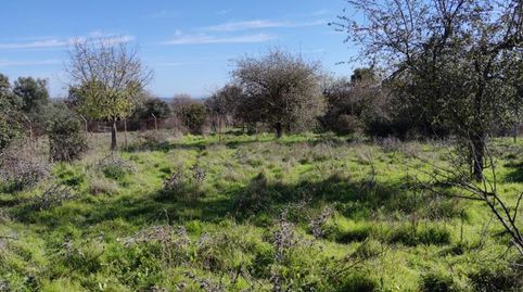 Foto 4 de Finca rústica en venda a Santa Barbara, Malpartida de Plasencia, Cáceres