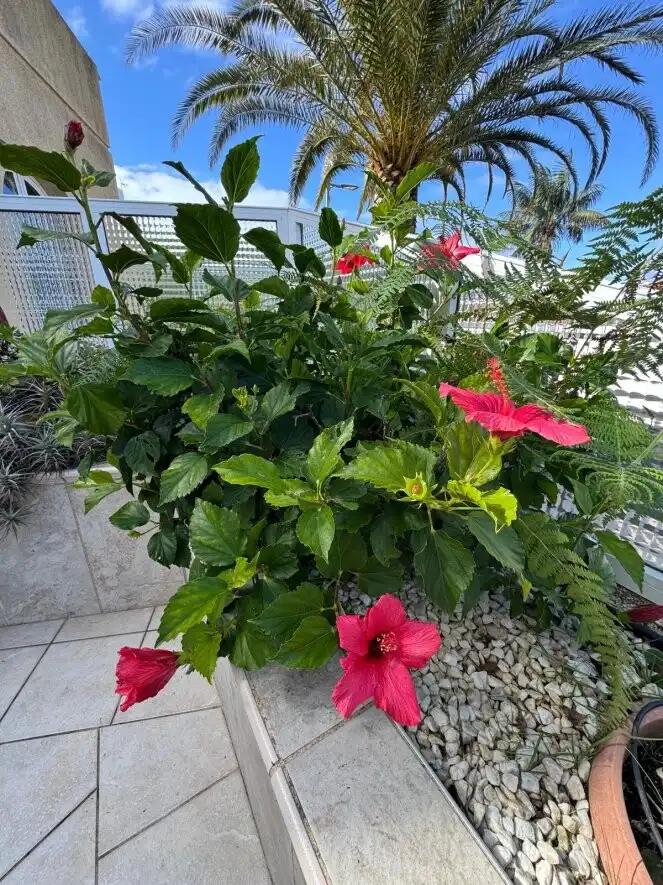 Jardí de Apartament en venda en Santa Úrsula amb Terrassa
