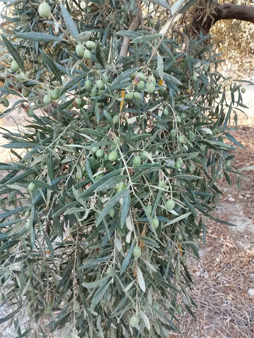 Terreno rustico in vendita a Avenida Fuente del Río, imagen 2