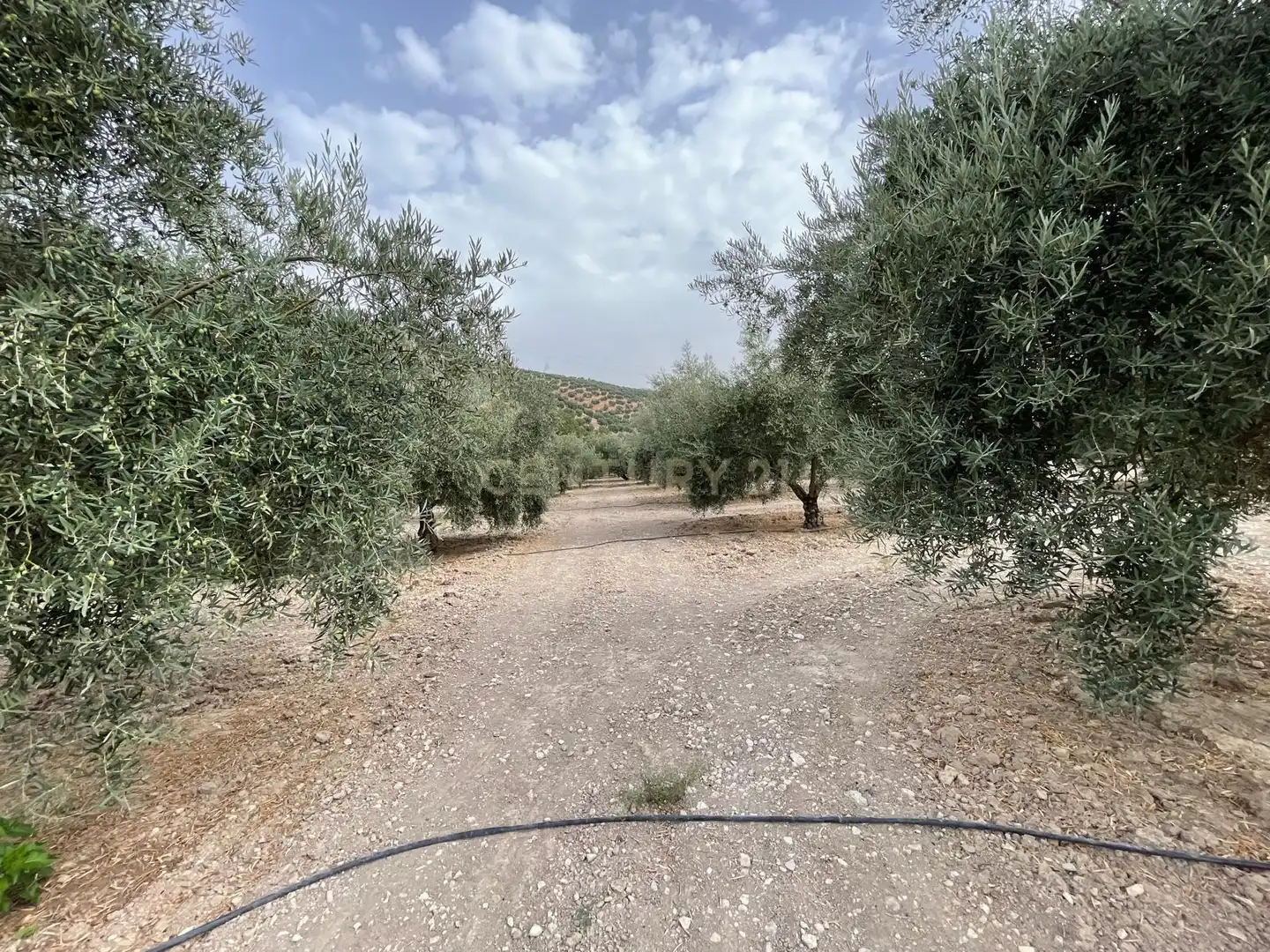 Rustikales Grundstück zum Verkauf in 18260 Íllora, Spain, imagen 7