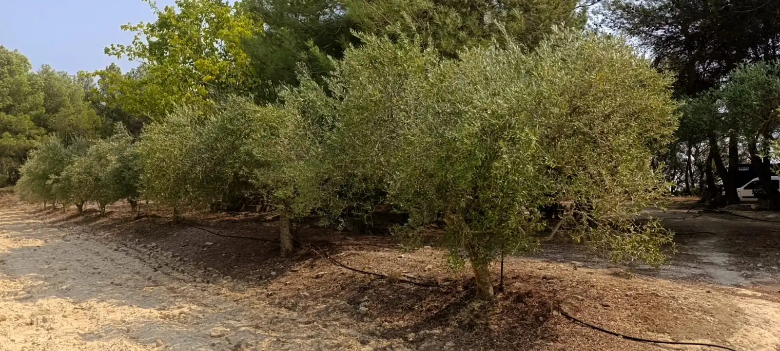 Jardí de Residencial en venda en Vilalba dels Arcs