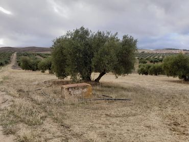 Terreny rústic en venda a Avenida Garcia Lorca