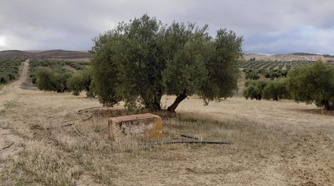 Olivos a la venta en Escuzar de riego.