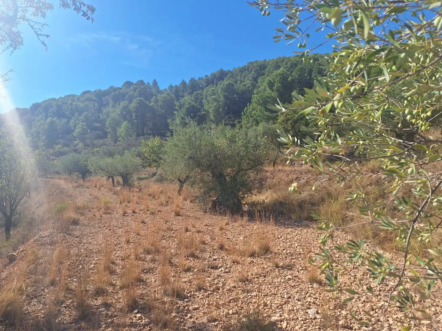 Rural land for sale in Castalla, imagen 6