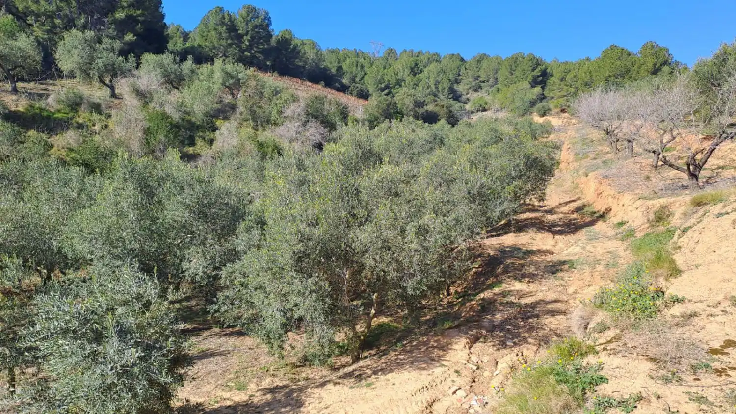 Finca rústica en venda en Castellvell del Camp