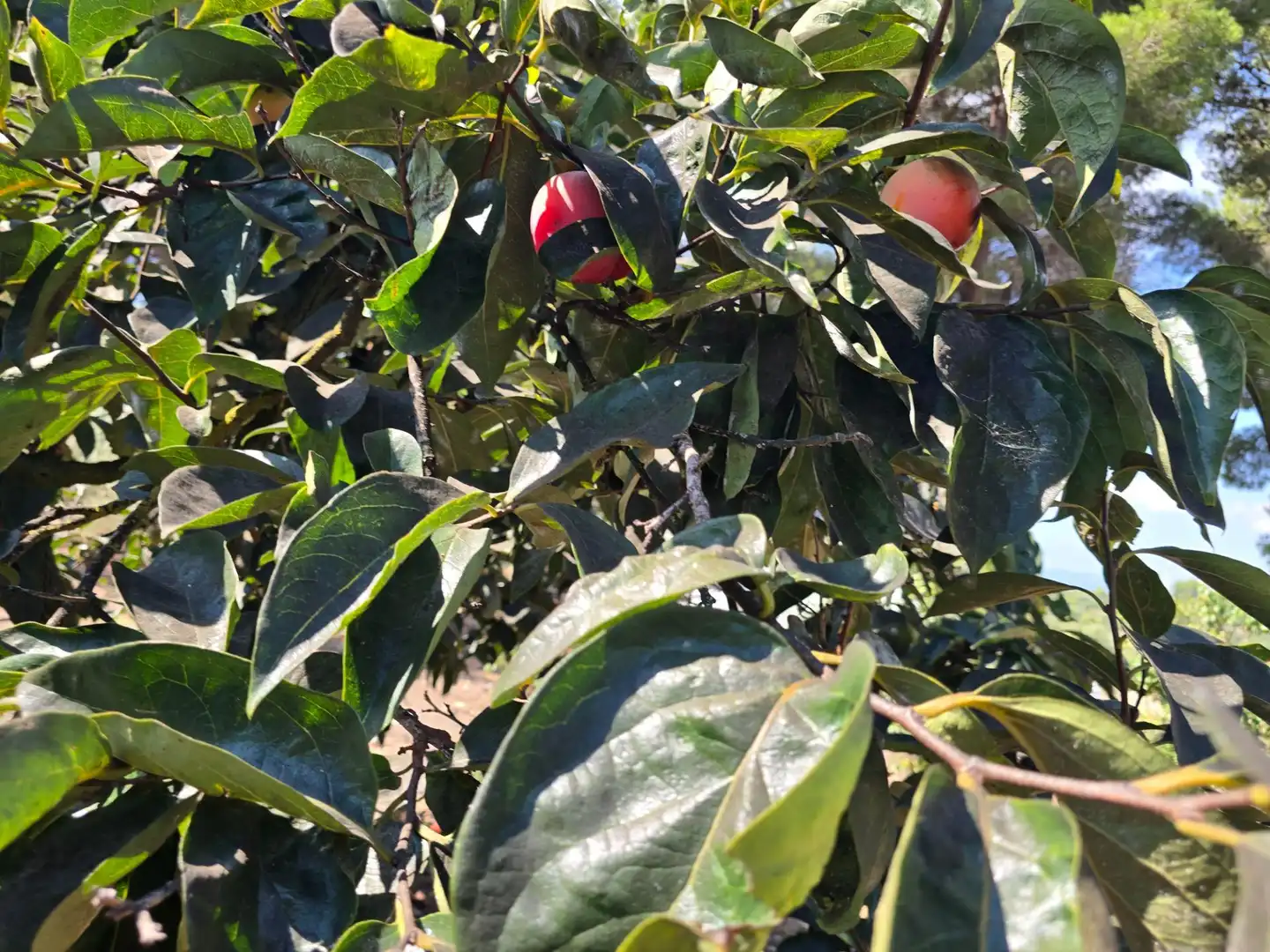 Jardín de Finca rústica en venta en Freginals con Jardín privado