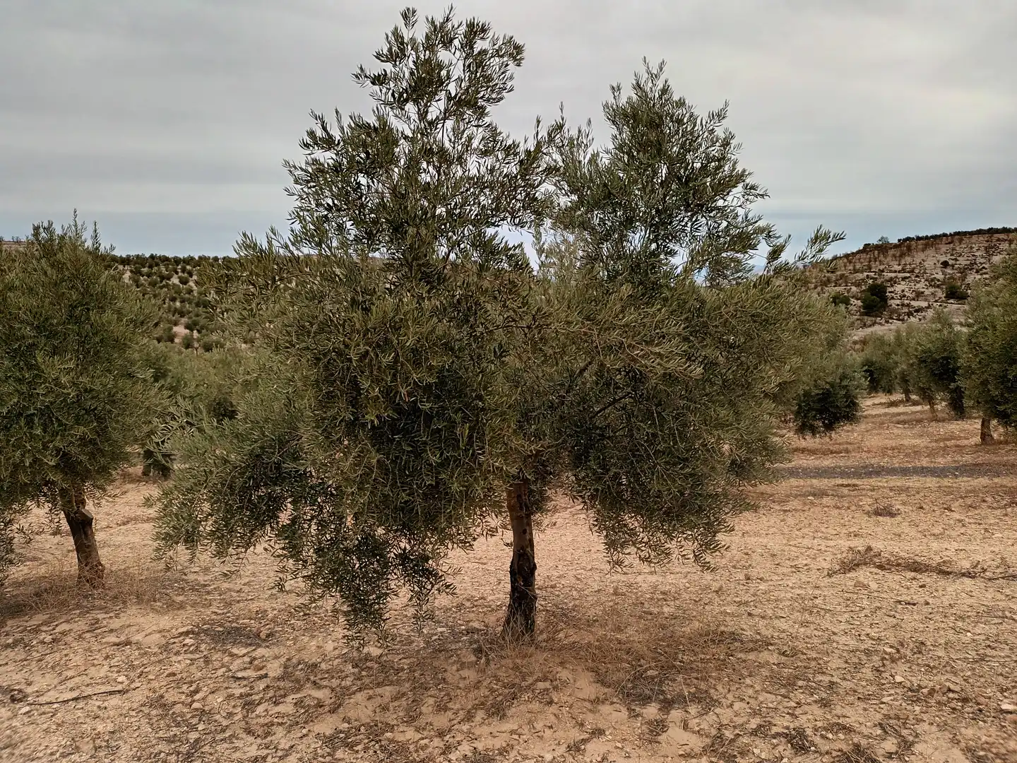 Terreno en venta en Cabra del Santo Cristo