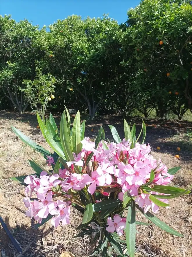 Jardí de Finca rústica en venda en La Orotava amb Terrassa