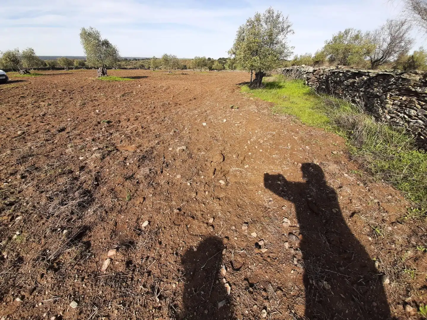 Terreni e lotti in vendita a Botija