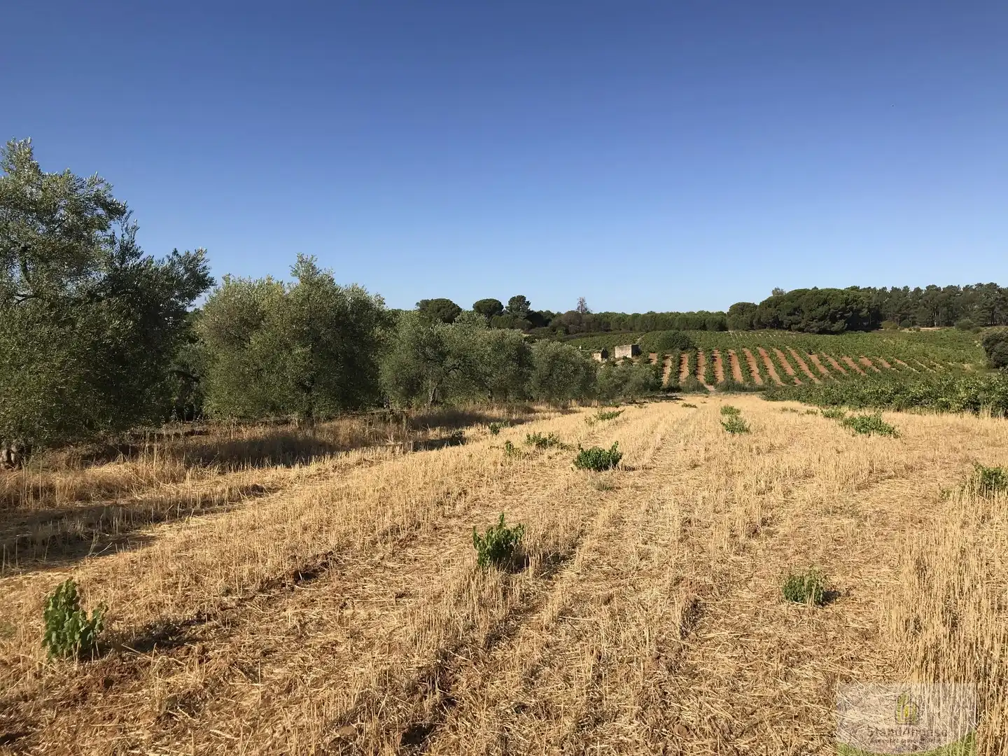 Finca rústica en venta en Chucena