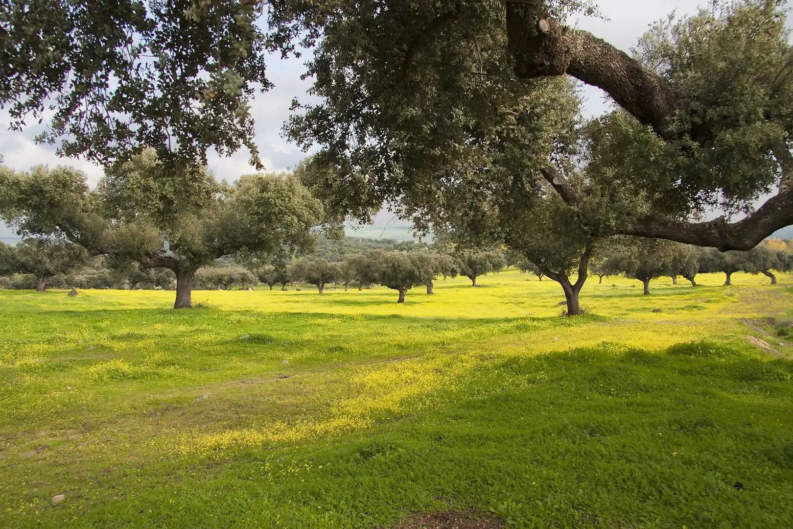 Jardín de Terreno en venta en Martín de Yeltes