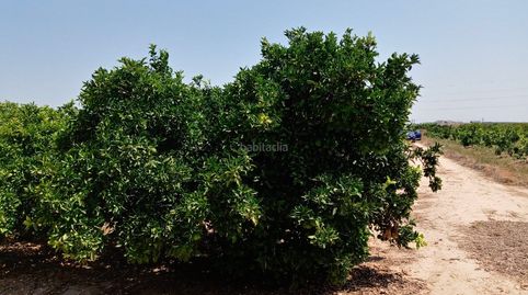 Huerto de naranja en plena producción, immagine 2