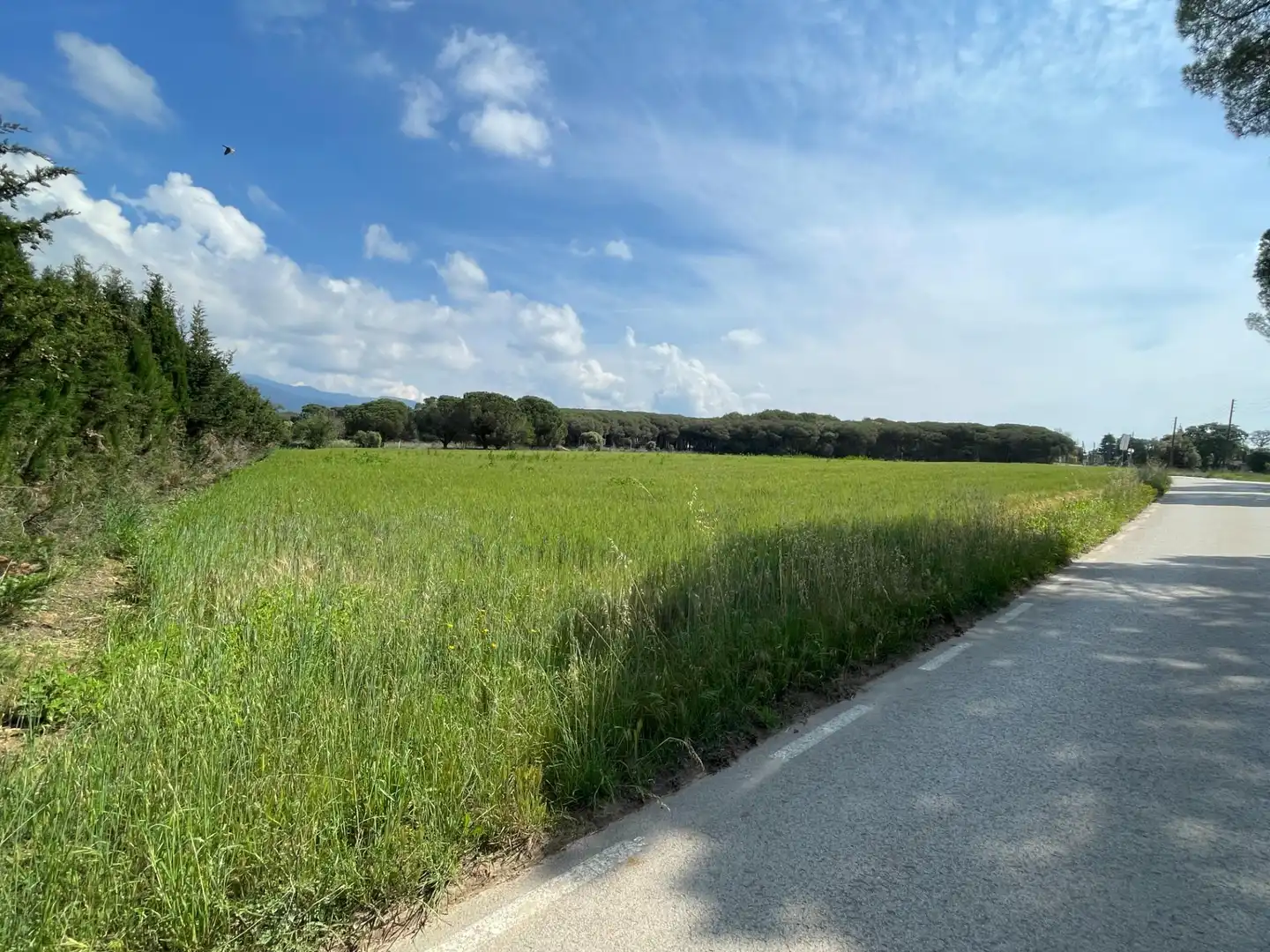 Terreno rustico in vendita a ALFOU Y S JAUME, imagen 8