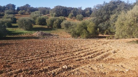 Parcela Rústica de 17 mil metros en venta en Ronda, imatge 4