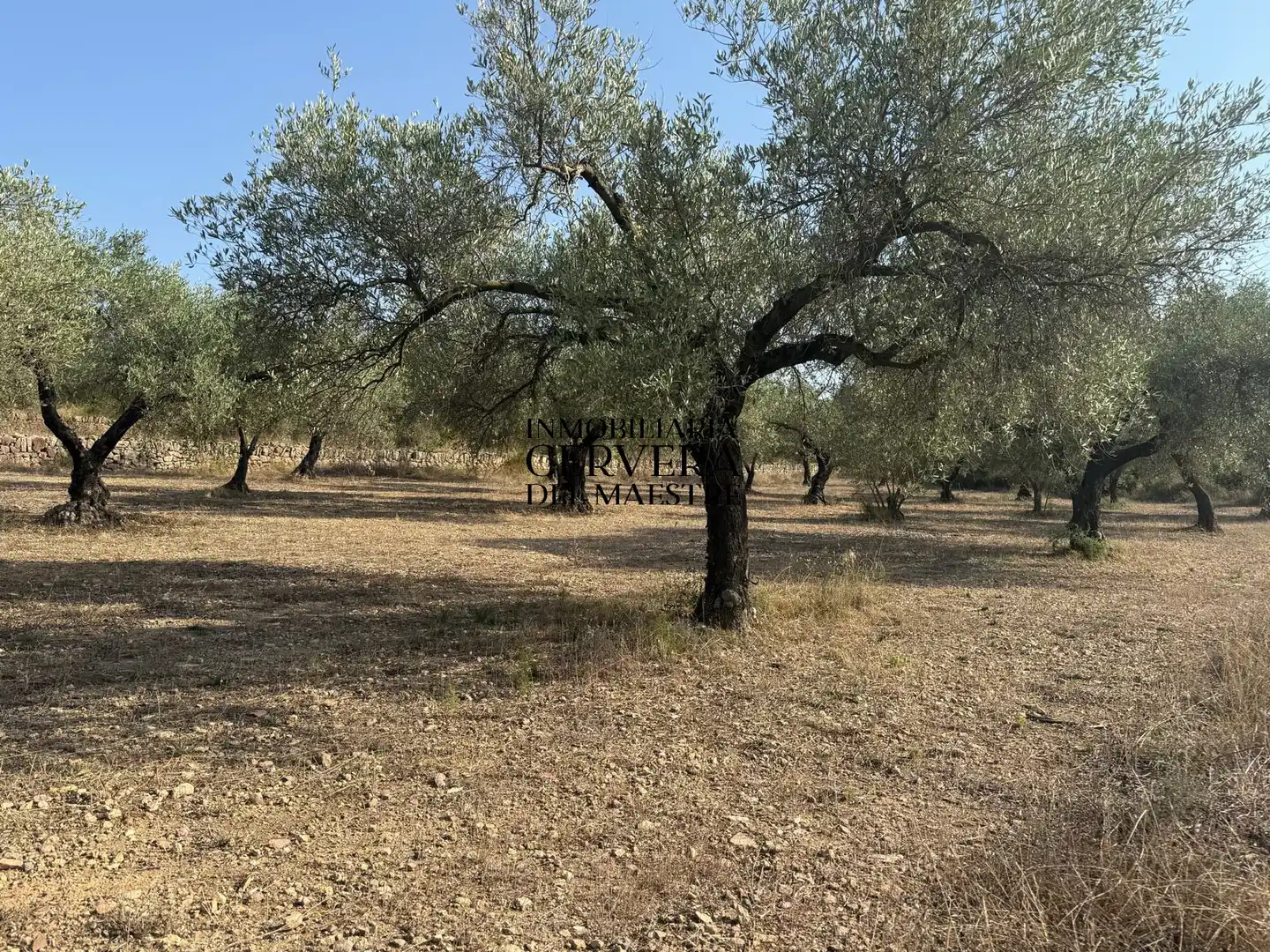 Terreno rustico in vendita a Cervera del Maestre, imagen 3