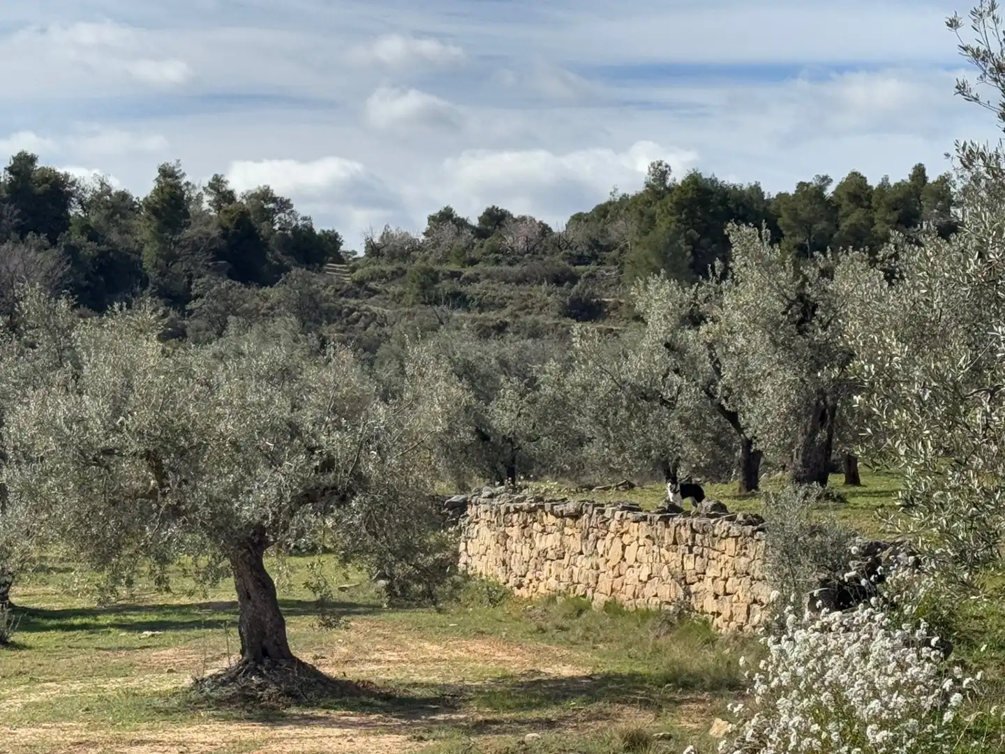 Terreni e lotti in vendita a Valderrobres, imagen 3