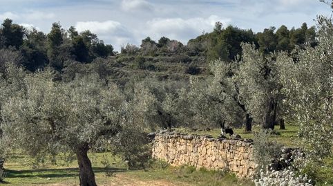 Valderrobres - Finca rústica, imagen 3