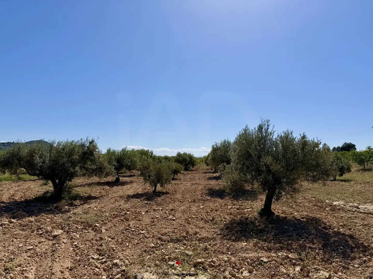 Grundstücke und Bauplätze zum Verkauf in Ricote, imagen 3